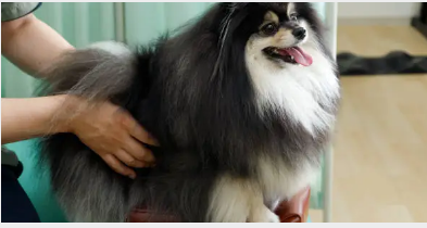 Therapy for Dogs with Hip Dysplasia